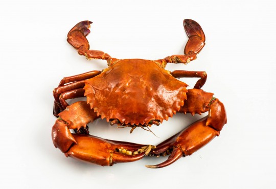 Fresh Crab Delivery to you - Oktopurs Online