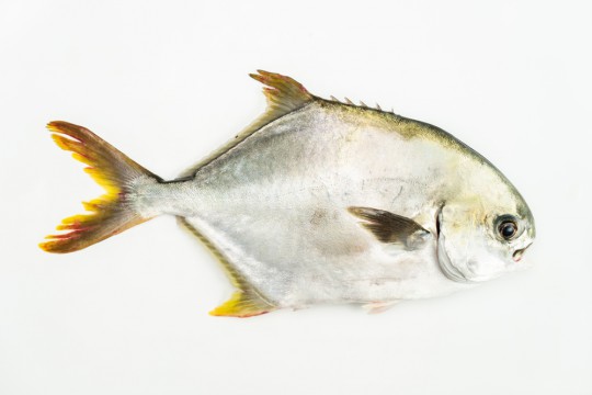 Fresh Silver Pomfret delivery to you - Oktopurs Online