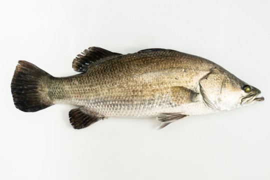 Fresh Seabass (Siakap) delivery to you - Oktopurs Online