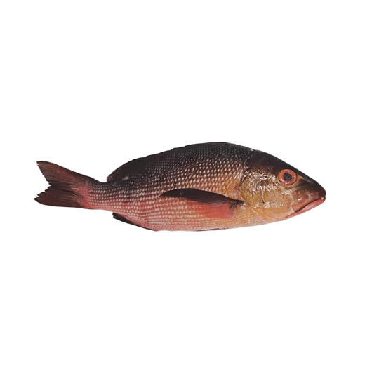 Oktopurs Online - Wild Sabah Red Bass