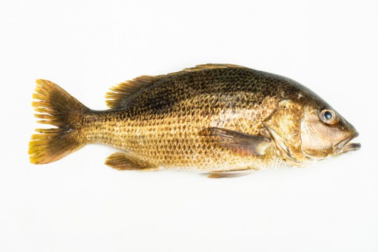 Fresh Golden Snapper delivery to you - Oktopurs Online