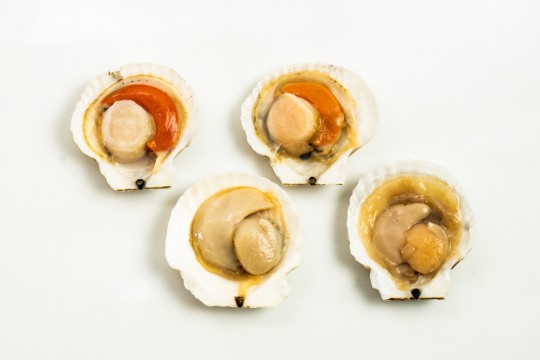 Frozen scallop delivery to you - Oktopurs Online