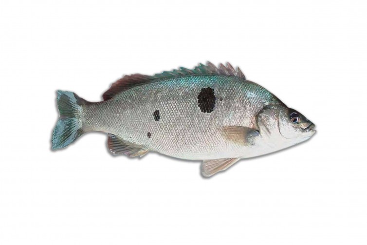 Fresh Australian Jade Perch delivery to you - Oktopurs Online