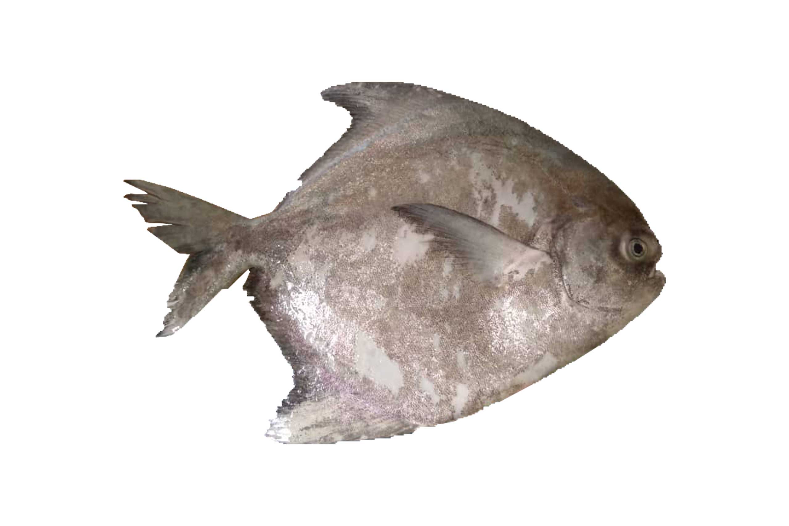 oktopurs-online-chinese-pomfret