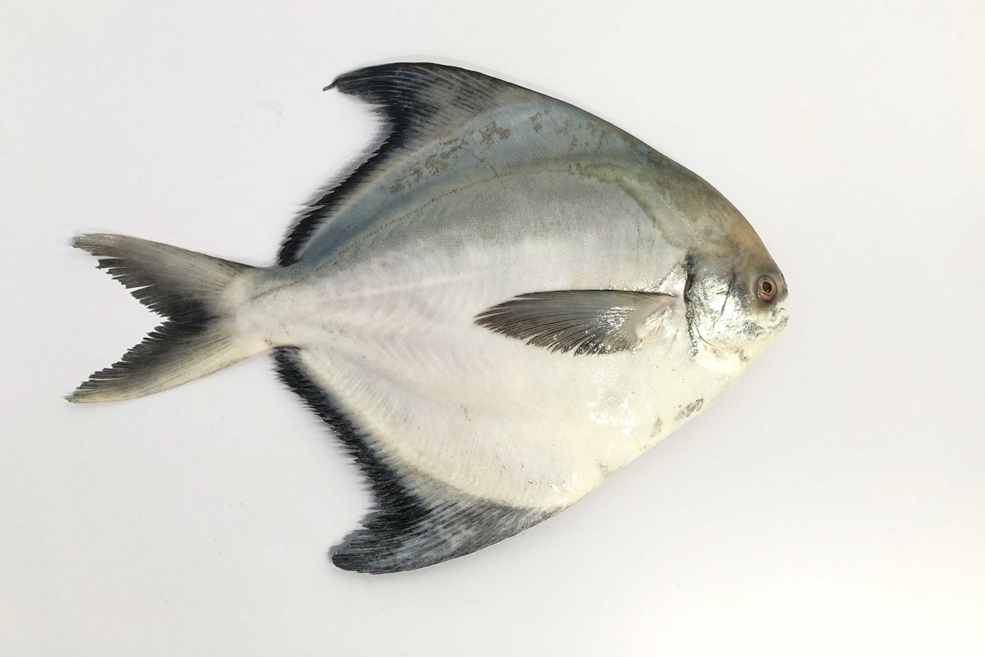 Oktopurs Online Frozen Chinese Pomfret